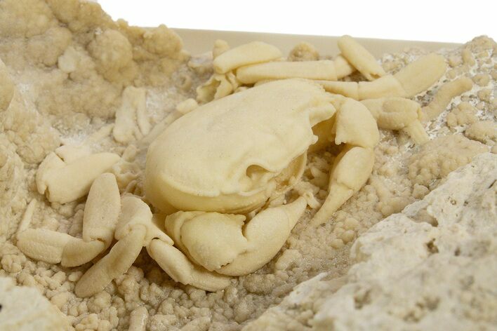 Fossil Crab (Potamon) Preserved in Travertine - Turkey #334790
